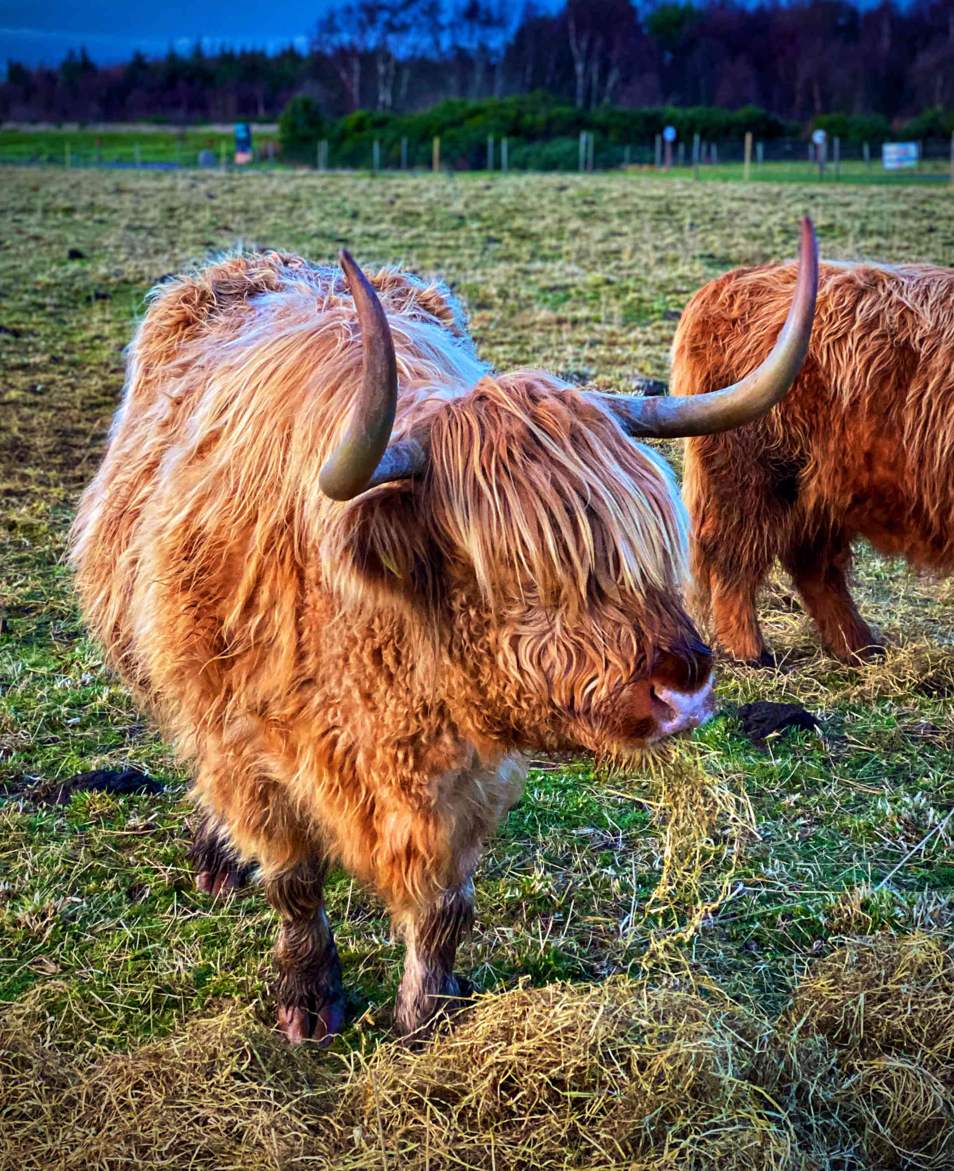 Culloden Battlefield Highland Cows