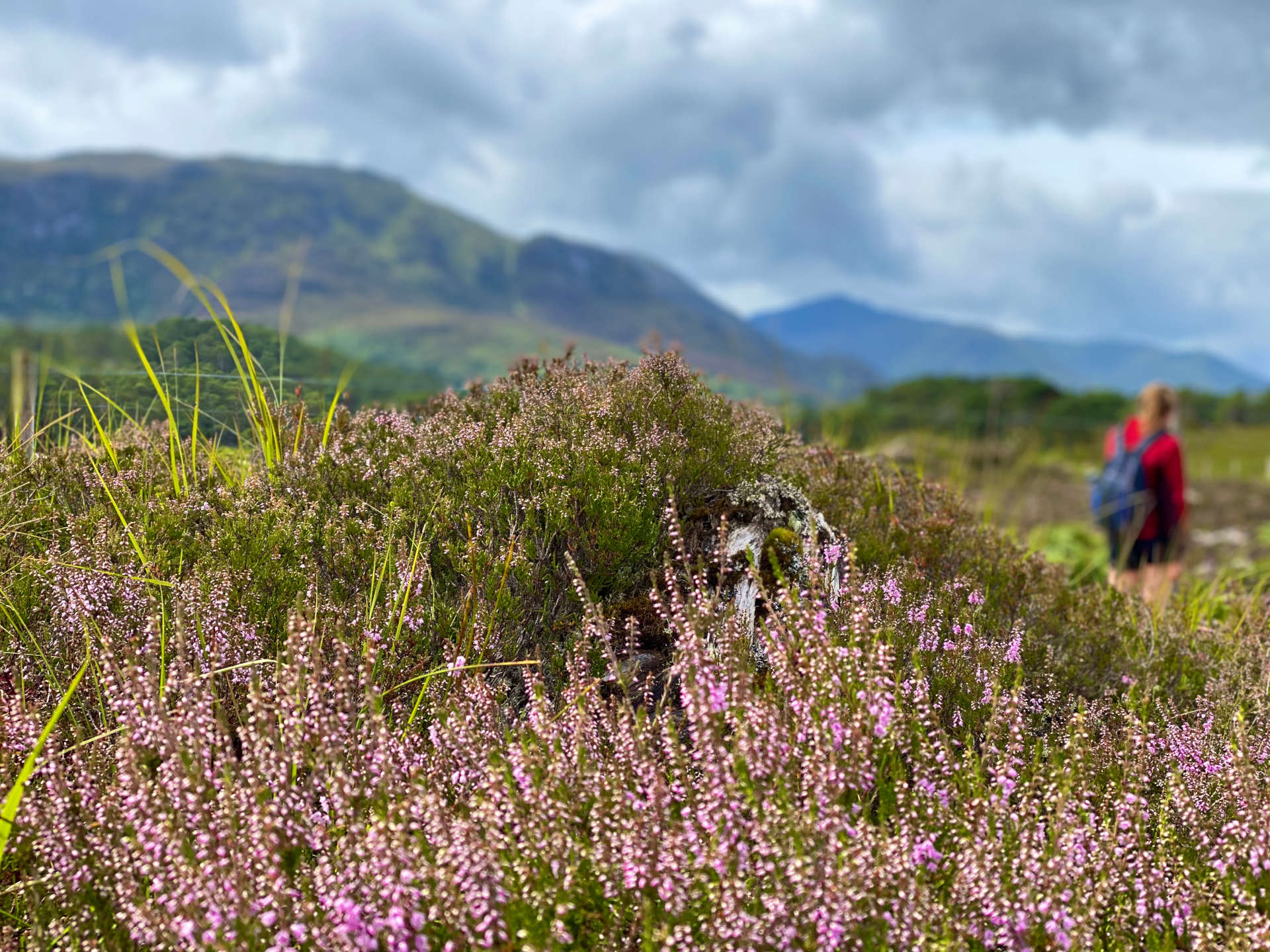 view of heather in a field