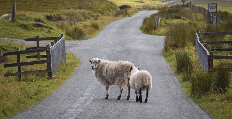 Sheep on small road in Scotland