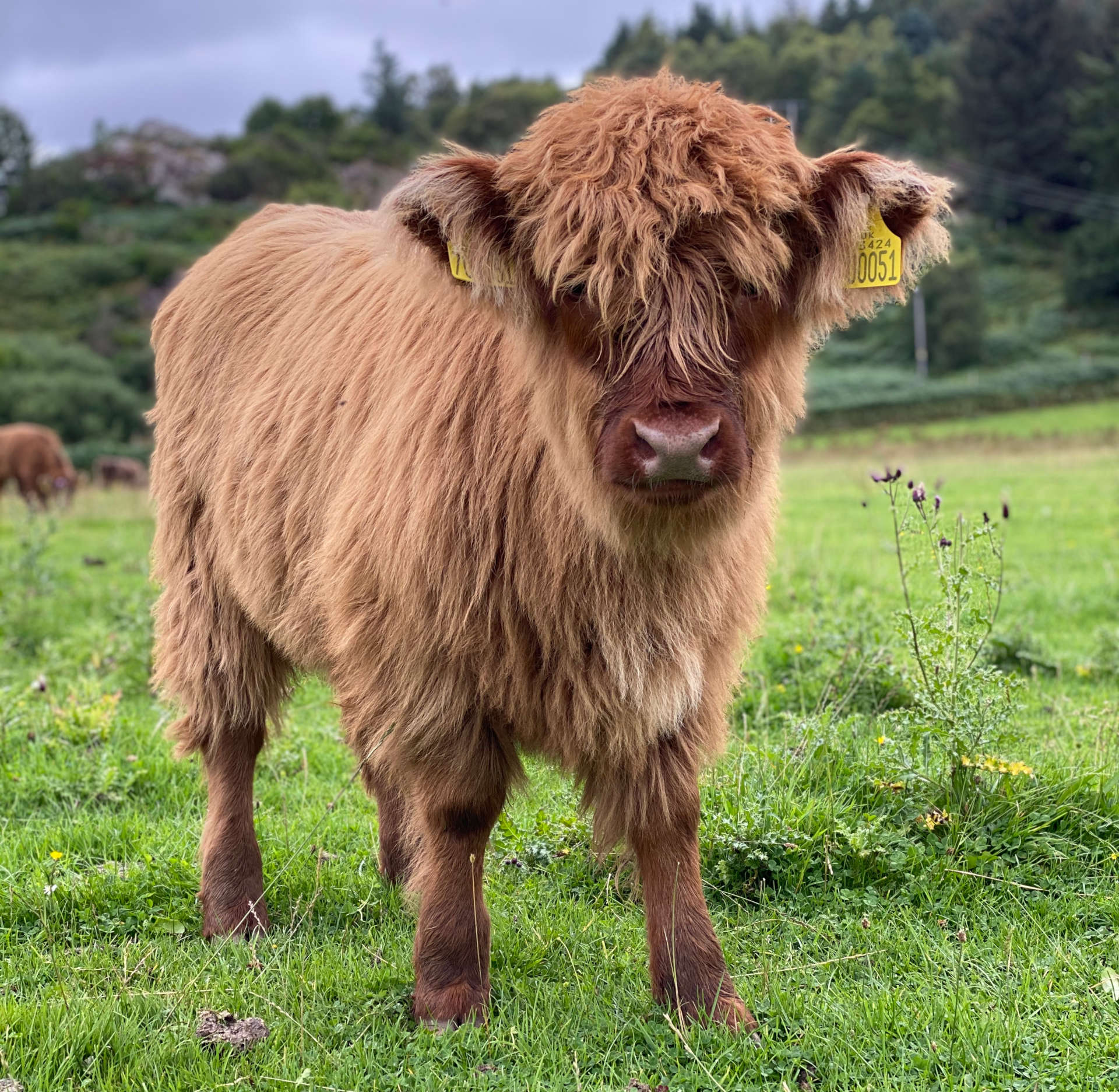 Camerons Tearooms Cows