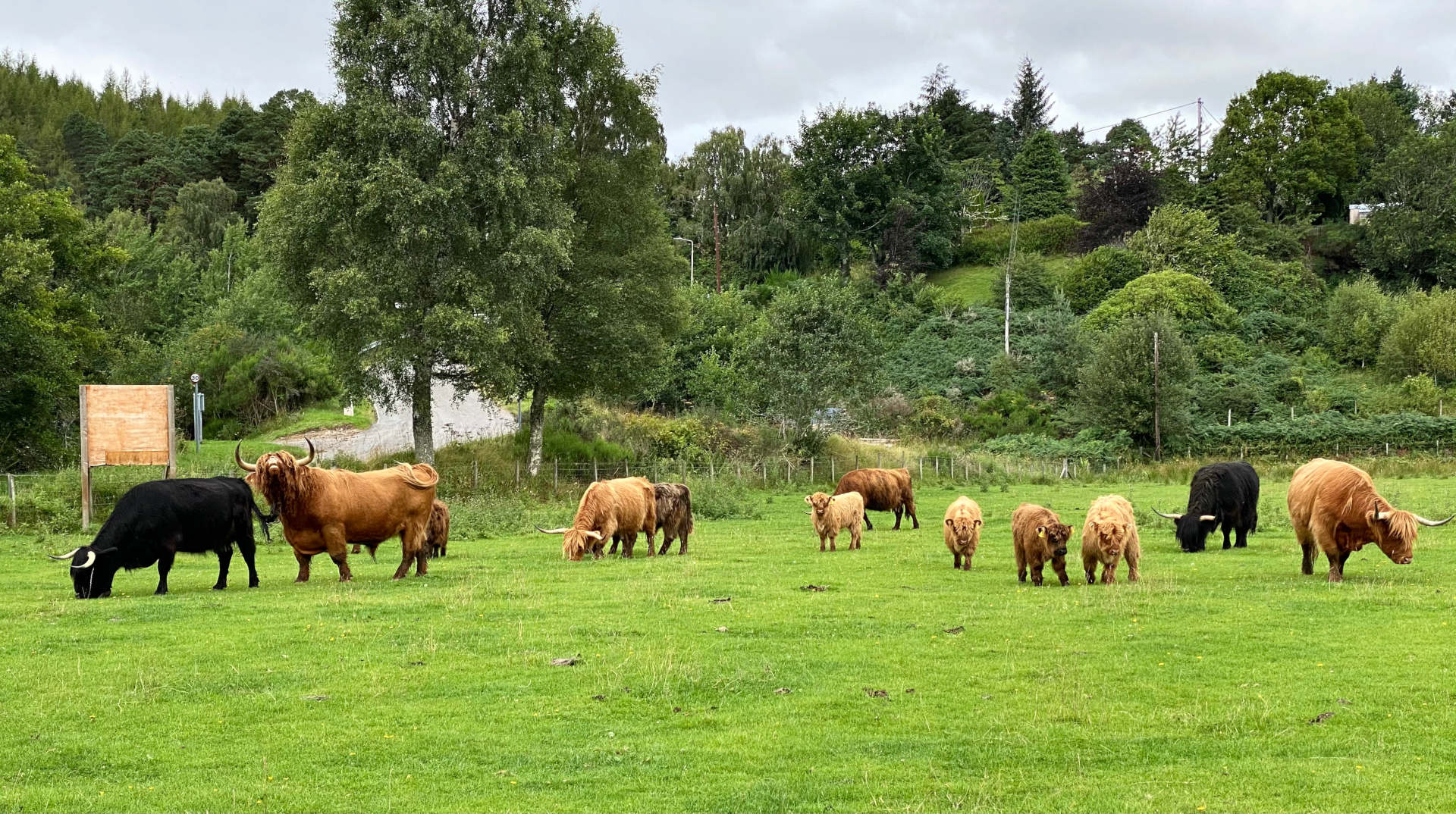 Highland Cows (and 8 fun facts you need to know about these legen-dairy  beasts!) - Highland Titles