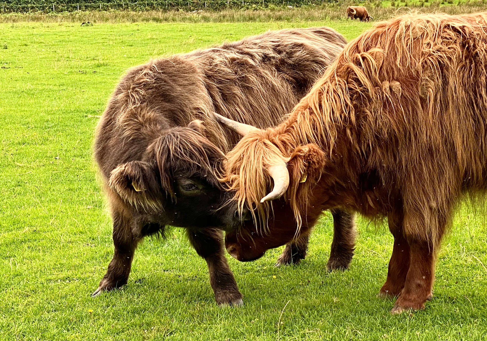 Camerons Tearooms Cows