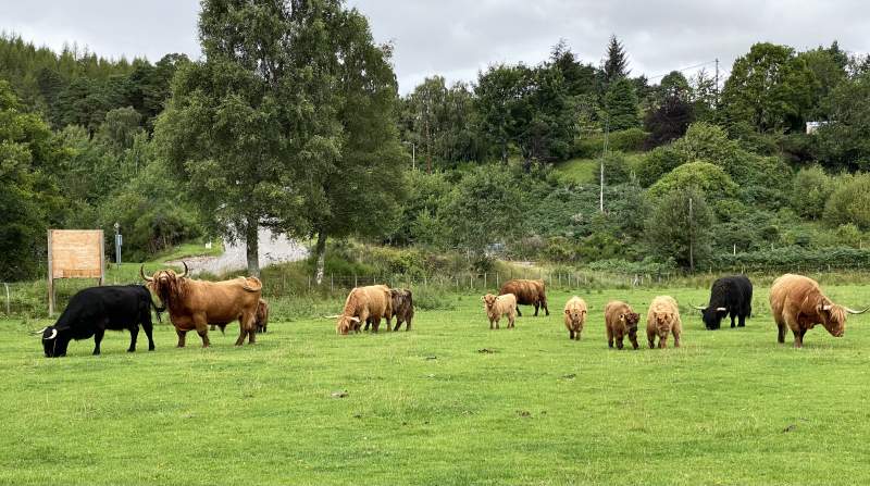 Highland Coos at Camerons tea rooms