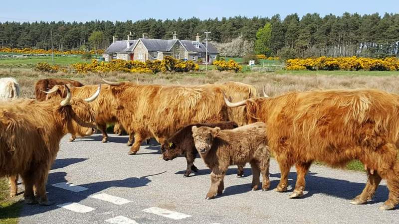 Highland coos at Easter Dalziel Farm