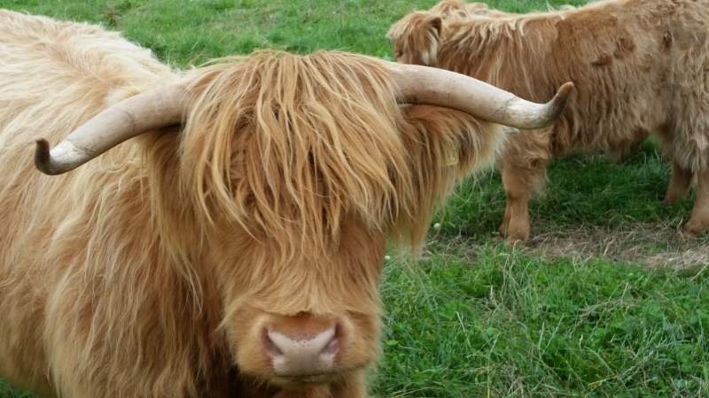 Highland coos at Easter Dalziel Farm