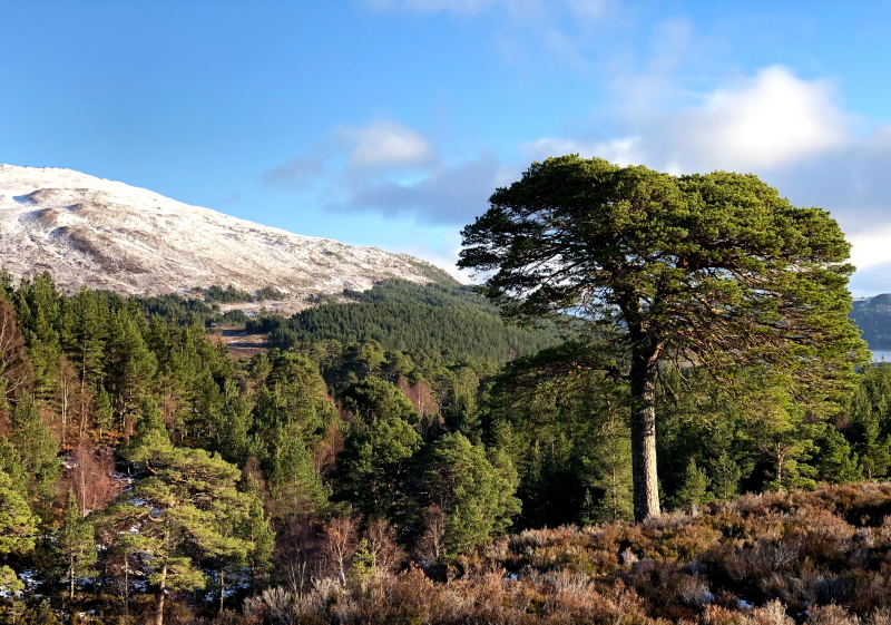 Glen Affric Circuit  Visit Inverness Loch Ness