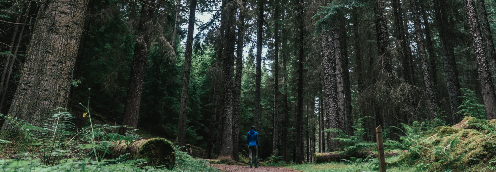Inverfarigaig Farigaig Woods walks