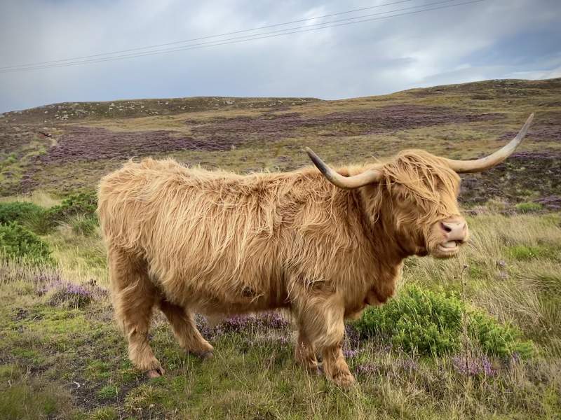 Highland Cattle, Scotland