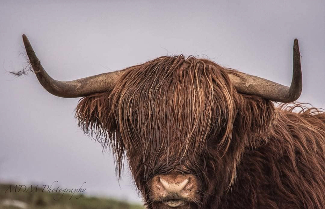 Highland Coo 