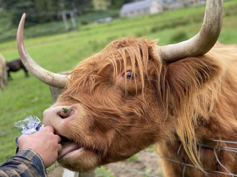 Highland Cow