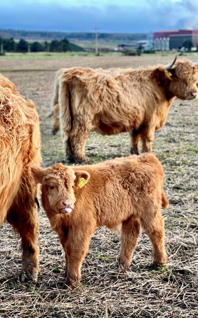 Baby coo