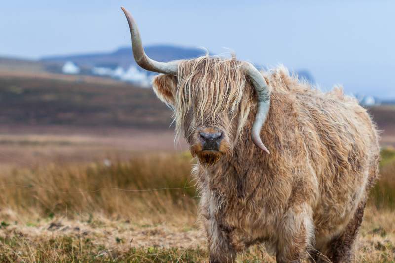 Highland cow 