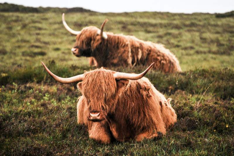 Highland coos 