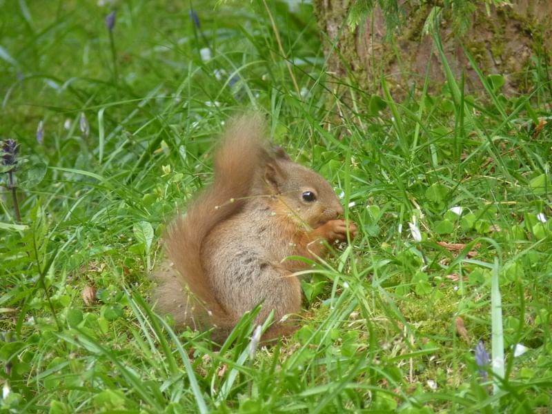 Red squirrel