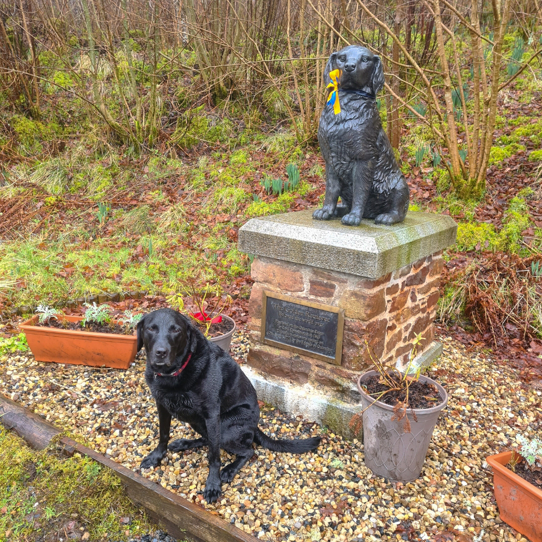 Molly dog at Golden retreiver memorial