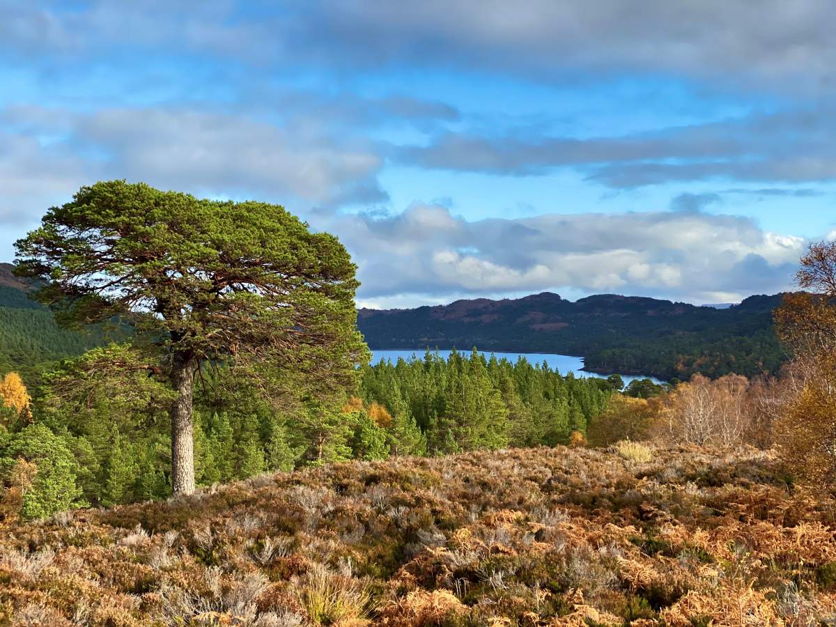 Glen Affric view