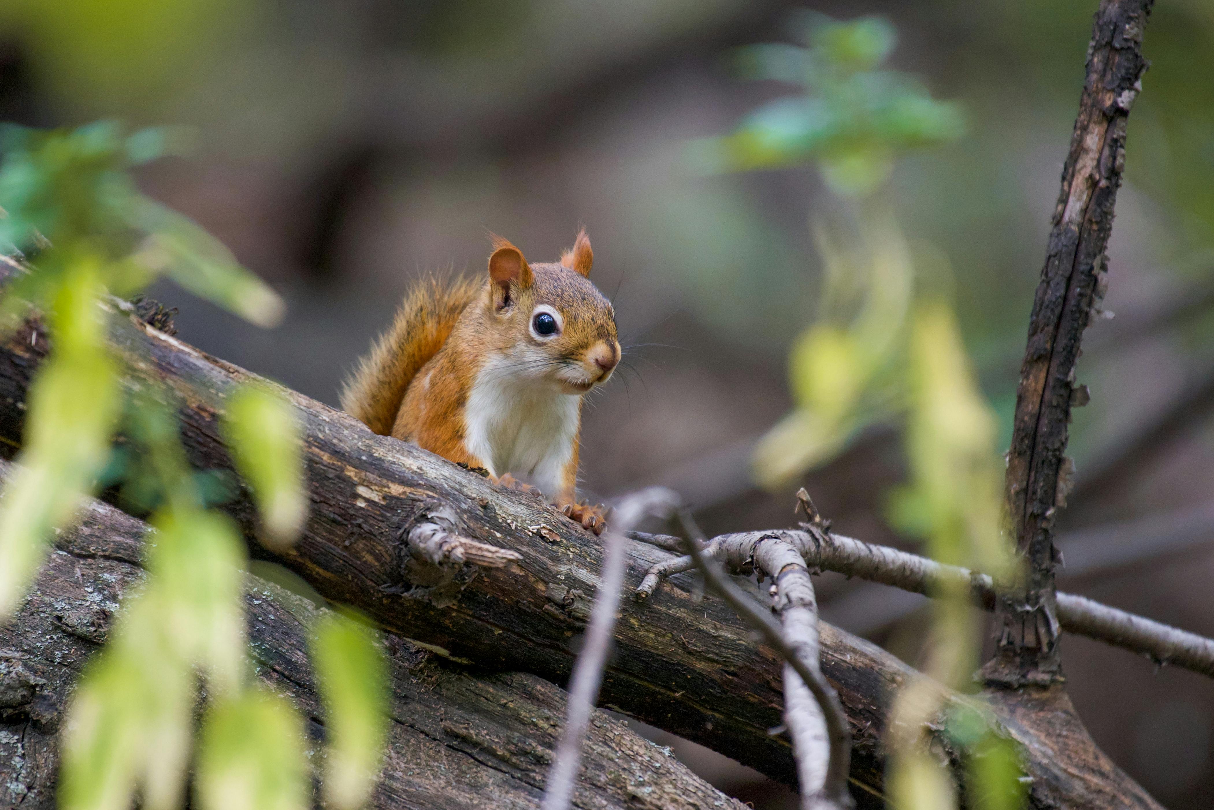 red squirrel