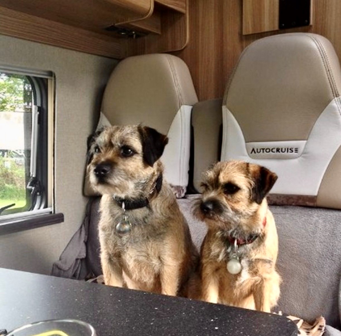 Pets in a motorhome