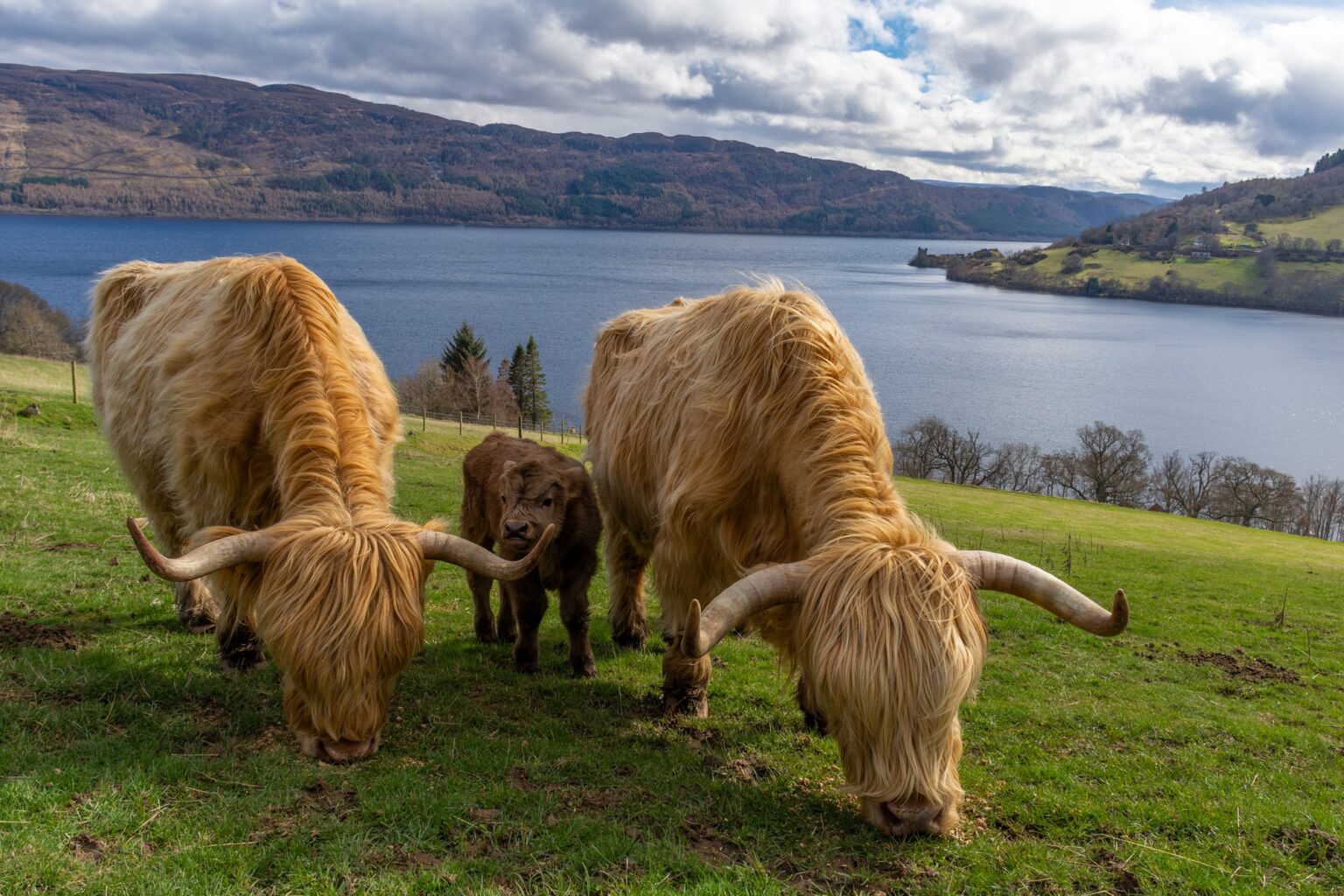 Highland Coo Tour