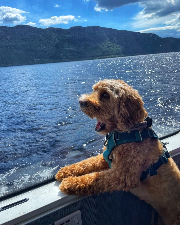 Jacobite cruises dog friendly