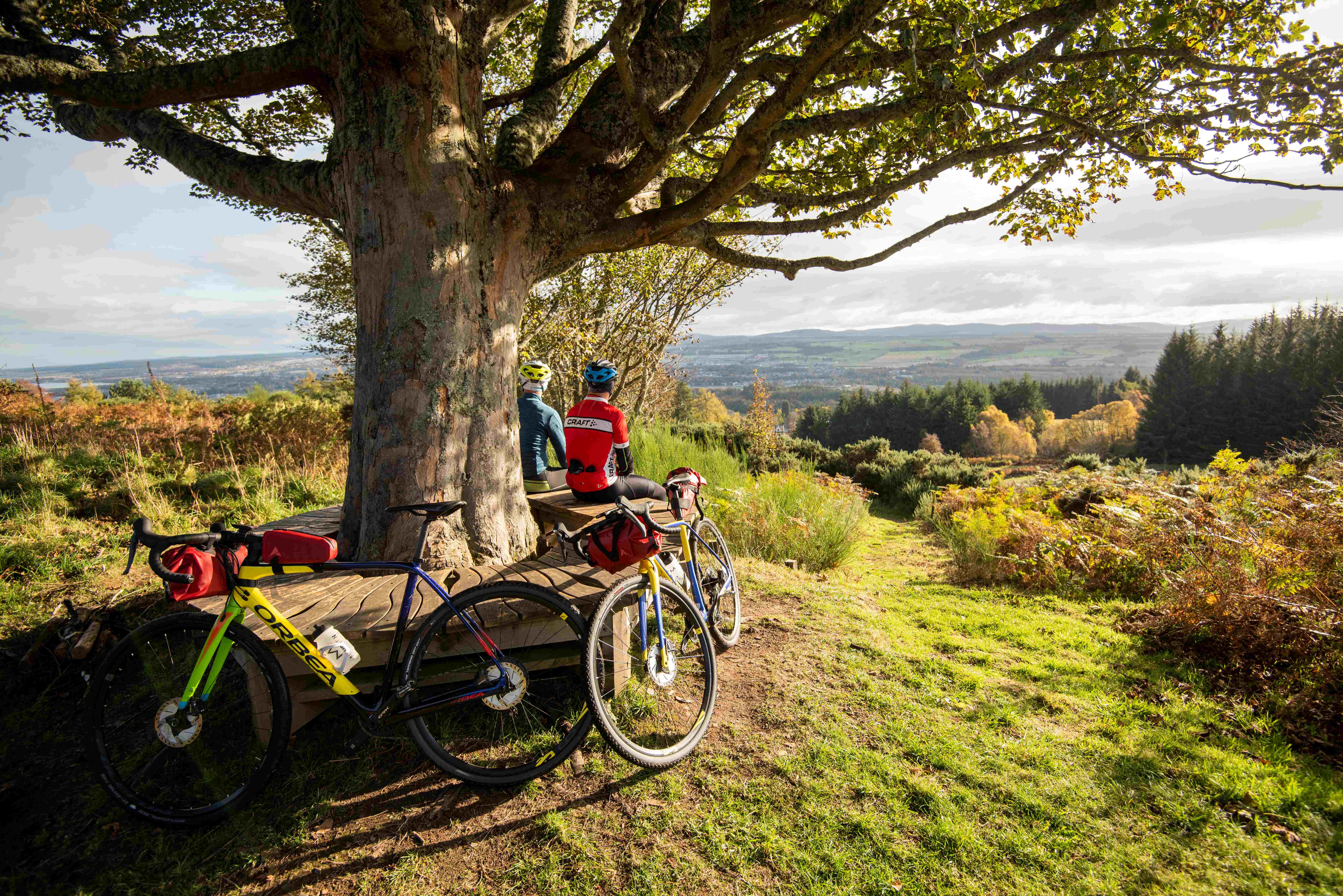 bike and tree