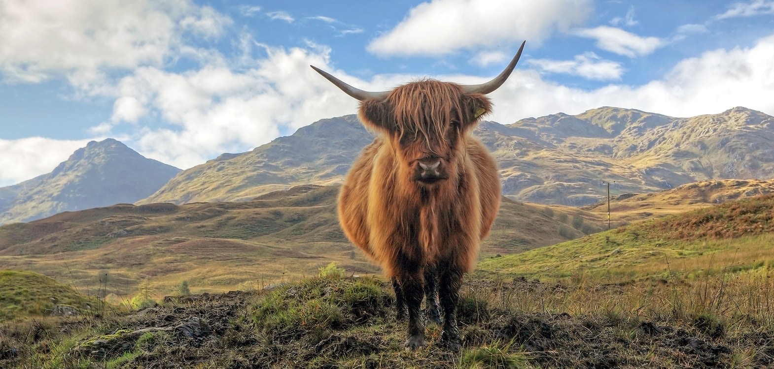 highland cow