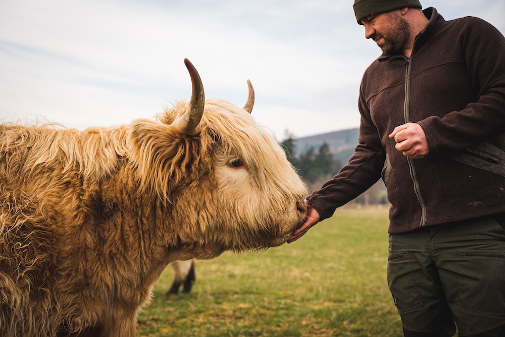 man feeding a cow