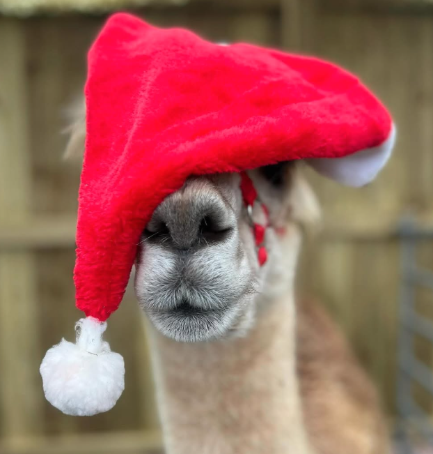 Festive alpaca
