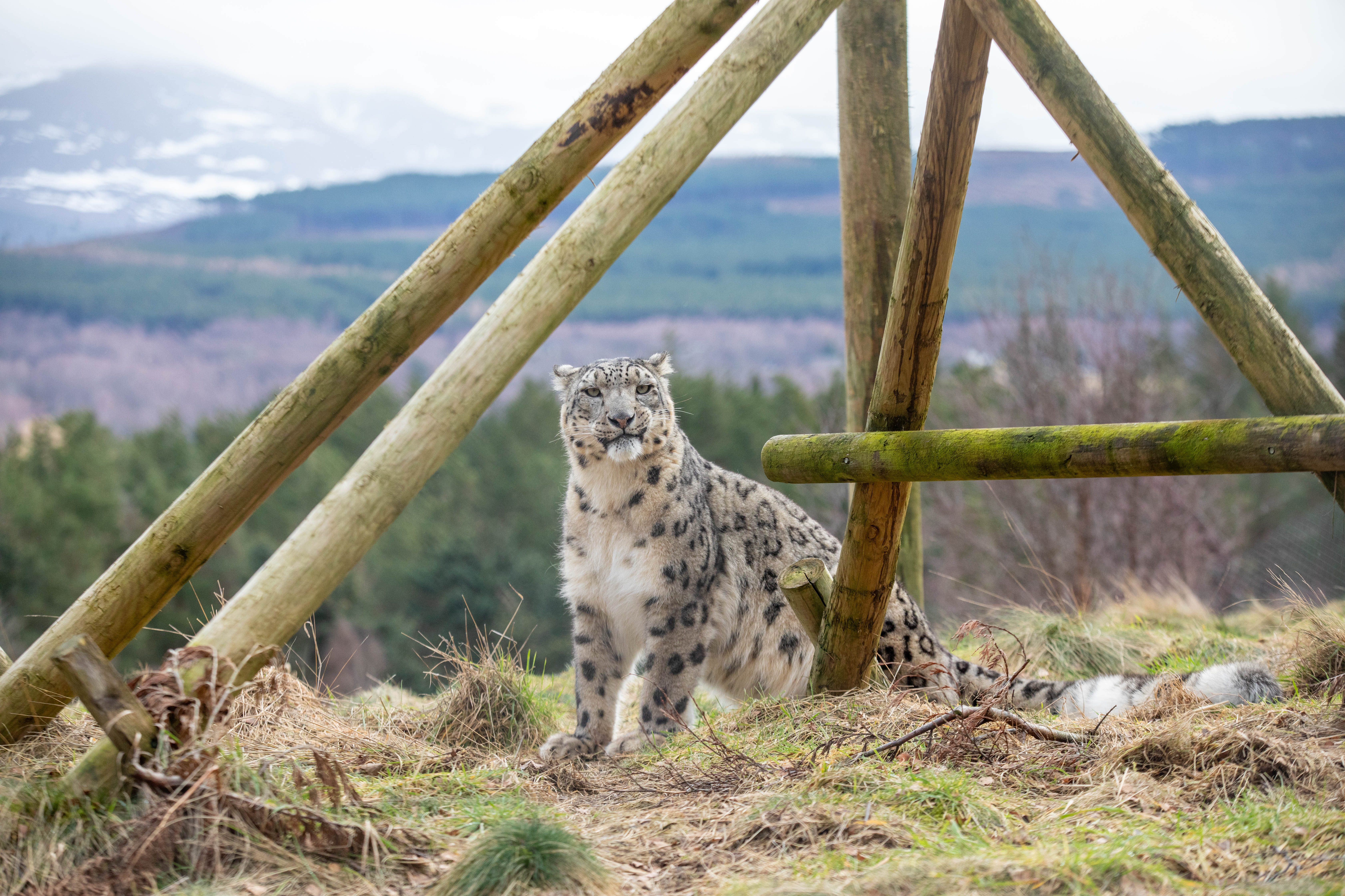 Koshi the Snow Leopard at the Highland Wildlife Park sitting under a wooden frame